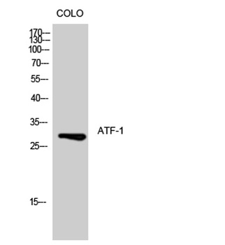ATF-1 rabbit pAb Antibody