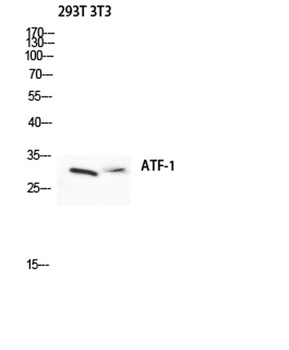 ATF-1 rabbit pAb Antibody
