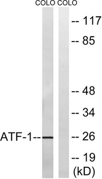 ATF-1 rabbit pAb Antibody