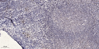 Nibrin rabbit pAb Antibody