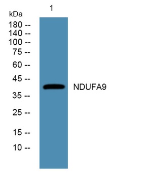 NDUFA9 rabbit pAb Antibody
