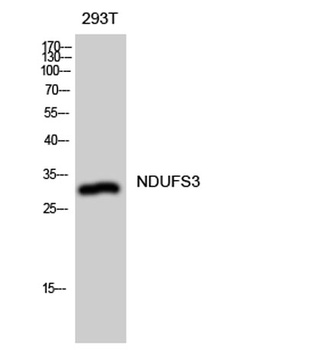 NDUFS3 rabbit pAb Antibody