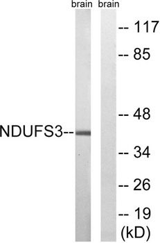 NDUFS3 rabbit pAb Antibody
