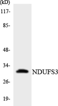 NDUFS3 rabbit pAb Antibody