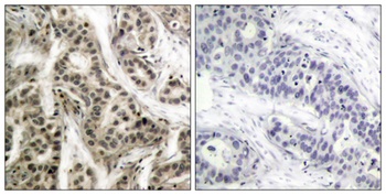 NFκB-p105/p50 (phospho Ser337) rabbit pAb
