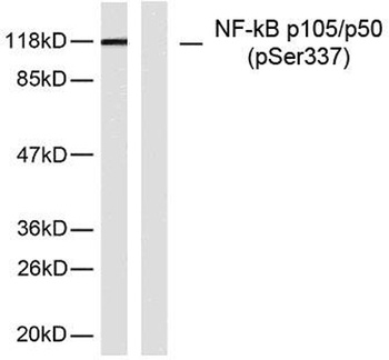 NFκB-p105/p50 (phospho Ser337) rabbit pAb