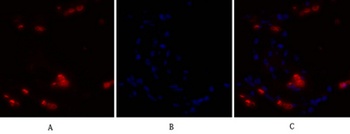 NFκB-p105/p50 rabbit pAb Antibody
