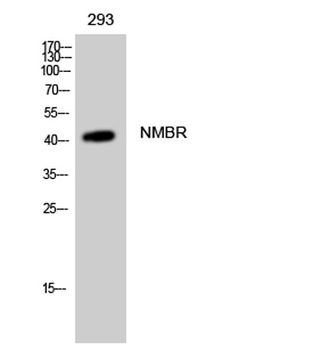 NMBR rabbit pAb Antibody