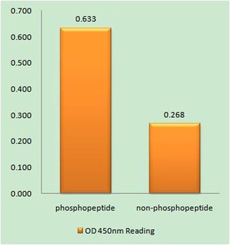 NOS2 (phospho Tyr151) rabbit pAb Antibody