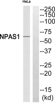 Neuronal PAS1 rabbit pAb Antibody