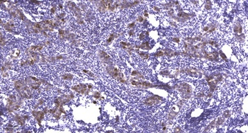 Neuronal PAS1 rabbit pAb Antibody