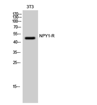 NPY1-R rabbit pAb Antibody