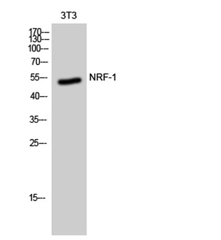 NRF-1 rabbit pAb Antibody
