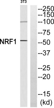 NRF-1 rabbit pAb Antibody