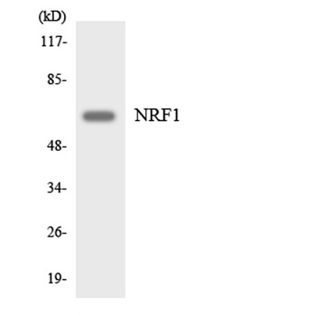 NRF-1 rabbit pAb Antibody