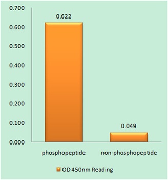 Trk B (phospho Tyr706) rabbit pAb