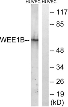 Wee 2 rabbit pAb Antibody