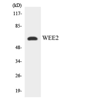 Wee 2 rabbit pAb Antibody