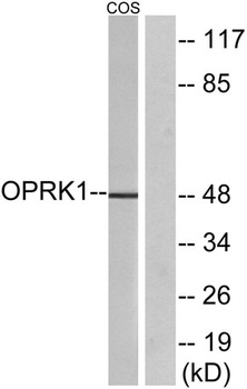 KOR-1 rabbit pAb Antibody