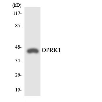 KOR-1 rabbit pAb Antibody