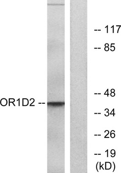 Olfactory receptor 1D2 rabbit pAb Antibody