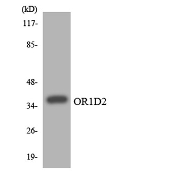 Olfactory receptor 1D2 rabbit pAb Antibody
