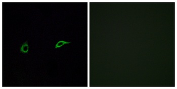 Olfactory receptor 2C1 rabbit pAb Antibody