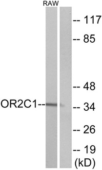 Olfactory receptor 2C1 rabbit pAb Antibody
