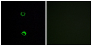 Olfactory receptor 3A2 rabbit pAb Antibody