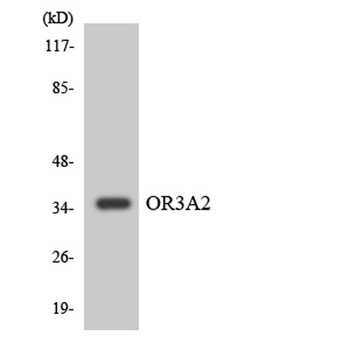 Olfactory receptor 3A2 rabbit pAb Antibody