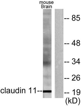Claudin-11 rabbit pAb Antibody