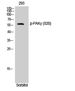 PAKγ (phospho Ser20) rabbit pAb