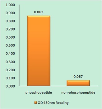 PAKβ (phospho Ser154) rabbit pAb