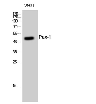 Pax-1 rabbit pAb Antibody