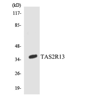 T2R13 rabbit pAb Antibody