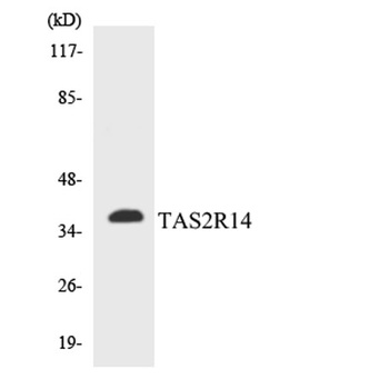 T2R14 rabbit pAb Antibody