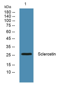 Sclerostin rabbit pAb Antibody