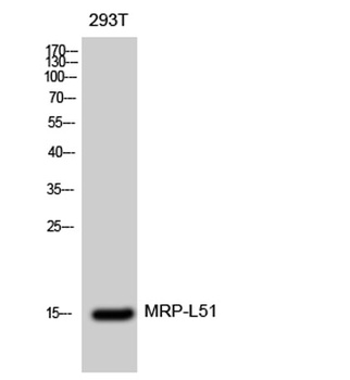 MRP-L51 rabbit pAb Antibody