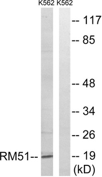 MRP-L51 rabbit pAb Antibody