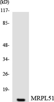 MRP-L51 rabbit pAb Antibody