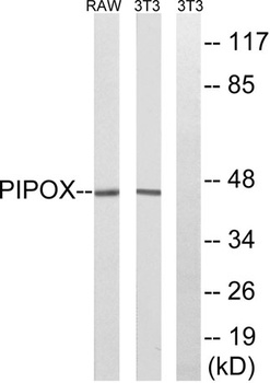 PIPOX rabbit pAb Antibody