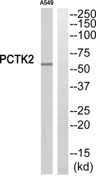PCTAIRE-2 rabbit pAb Antibody