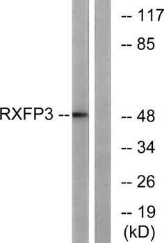 Relaxin Receptor 3 rabbit pAb