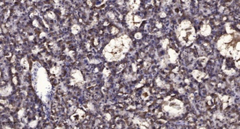 Relaxin Receptor 3 rabbit pAb