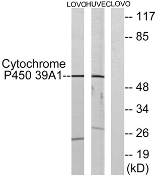 CYP39A1 rabbit pAb Antibody