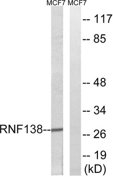 RNF138 rabbit pAb Antibody