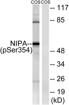 NIPA (phospho Ser354) rabbit pAb