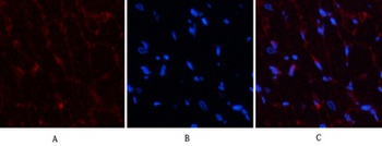 PDGF-B rabbit pAb Antibody