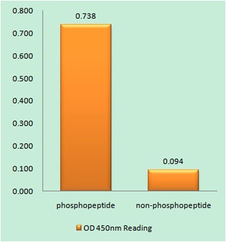 PDGFR-β (phospho Tyr740) rabbit pAb