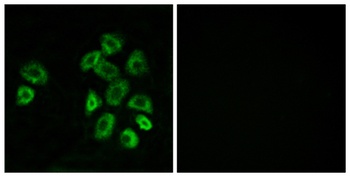 GPRC5B rabbit pAb Antibody